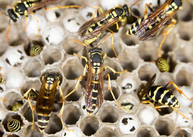 Preventative Pest Control in Seattle