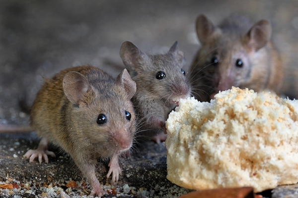 Seattle Rat and Mouse Extermination