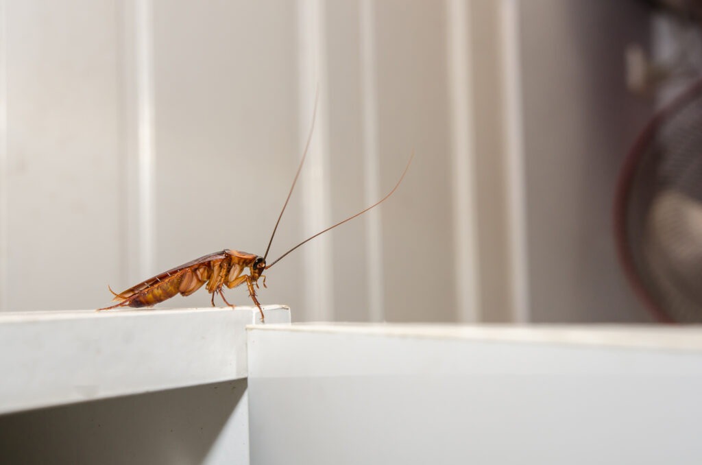 Roach Control Seattle