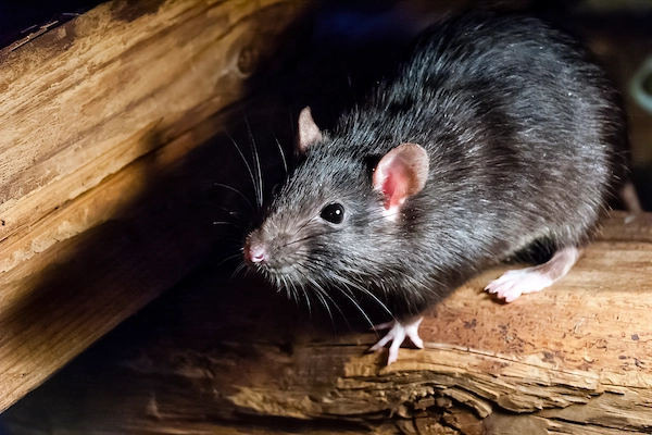 Rodent Control Seattle