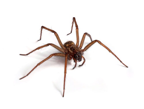 Spider Control Seattle