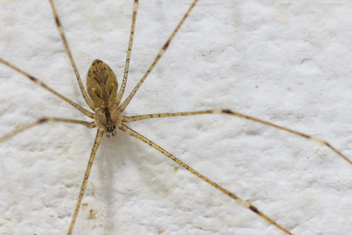 Spider Treatment Seattle