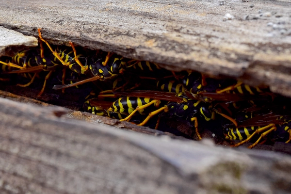 Wasp Nest Removal Seattle